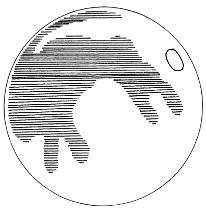 The Rabbit in the Moon